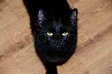 Stockfoto van zwarte Pussycat
