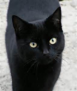 GROTE zwarte PUSSY CAT op 54 WIM de GOELAG BRANSHOLME IN HULL Flickr