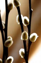 Pussy Willow Rickie S fotografie Pinterest