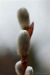 Pussy Willow Pussy Willows Pinterest