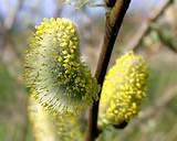 Pussy Willow Branch katje ontluikt Filmvz Portal