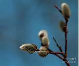 Pussy Willow foto Pussy Willow Fine Art Print