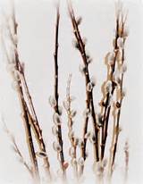 Pussy Willow Pussy Willow Closeup