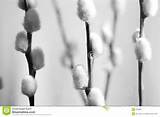 Pussy Willow stockfotografie afbeelding 103802