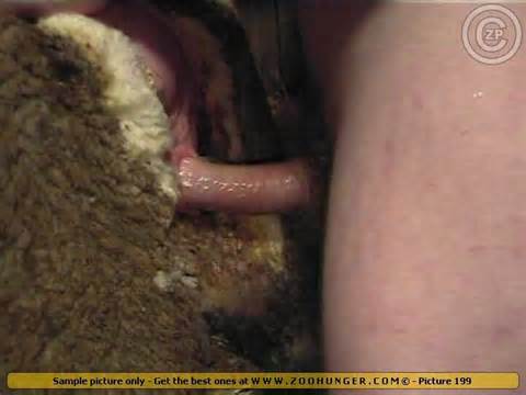 Man Fuck Pussy koe beelden FemaleCelebrity