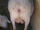 Man neuken schapen mannen neuken schapen Po Man Fucking Mare Hor