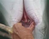 Dolfijn Pussy beest verspreiding