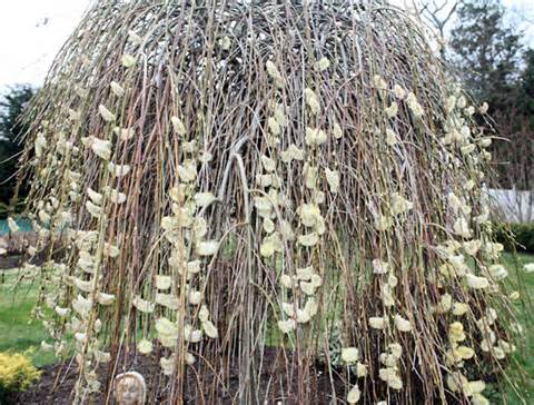 Pussy Willow gewoon Blossom bloemen