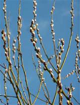 Pussy Willow schelen hoe Plant een Pussy Willow Tree