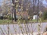 Pussy Willow Plant die moest Pussy Willows nog de struik