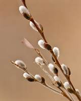 Pussy Willow tatoeages Pinterest