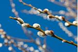 Een Pussy Willow Plant vanaf een Branch-ThriftyFun