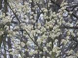 Pussy Willow prachtige bloemen en planten Pinterest