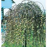 Winkel 28 5 Gallon roze Pussy Willow Tree LW01654 huilen bij Lowes Com