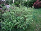 Pussy Willow Bush