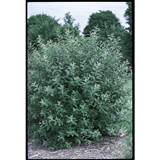 Winkel 2 25 Gallon Franse Pussy Willow L14865 At Lowes Com