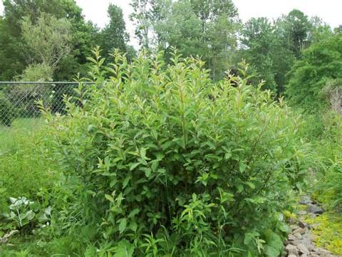 Om te houden van deze Plant veel kleiner dan de ouder Plant