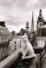 Witte kat In Parijs