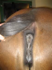 Paard Pussy