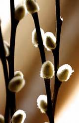 Pussy Willow Art Pinterest voor inspiratie