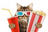 Kat Popcorn film Film Hollywood 3D-Gkasses