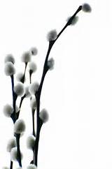 Pasen Pussy Willow gratis Stockfoto HD-Public Domain Pictures