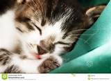 Kat foto geluid in slaap Royalty Free Stock beeld beeld 973046