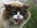 Het oplossen van slecht gedrag bij katten katten rassen