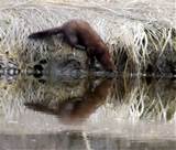 KB Jpeg Fisher Cat geluid geluid dat een Fisher Cat maakt Fisher Cat
