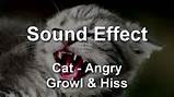 Kat boos Growl Hiss geluid Effect YouTube