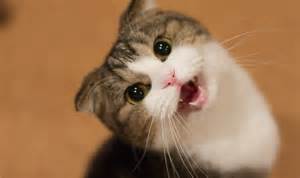 Grappige katten en Kittens Meowing compilatie 2014-YouTube