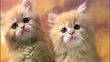 Kattenbeelden en kat geluiden Cats Meow YouTube