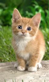 U wilt leren alles over katten beginnen te leren met kat geluiden App
