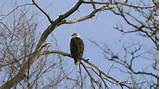 Bald Eagle Eagle South Platte South Platte River Thornton