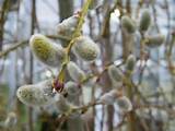 Pussy Willow huilen