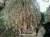 6ft geween Pussy Willow Tree tuin Landscaping IdeeÃ«n Pinterest