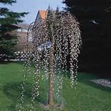 Pussy WILLOW TREE 3 huilen 4ft INGEGOTEN Salix Caprea Pendula Pussy