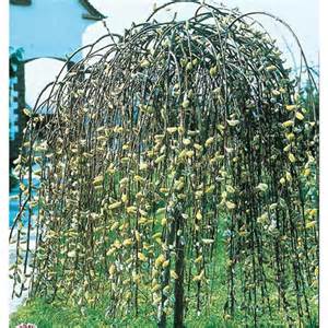 Winkel 28 5 Gallon roze Pussy Willow Tree LW01654 huilen bij Lowes Com