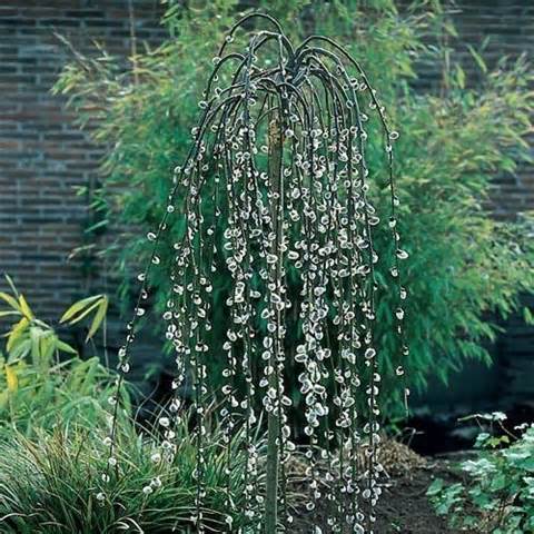 Pussy Willow Tree Tuinieren Pinterest huilen