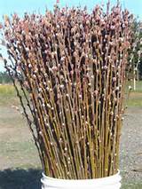 Pussy Willow roze Pussy Willow snijbloem 3 Ft 5 Ft en 6 Ft