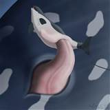 Walvisachtigen Eyess gesloten vrouwelijke mannelijke mariene Orca penetratie Penis kut